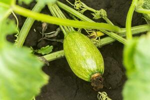 A small green unripe Cucurbita pepo with a flower that has not fallen away among the bushes in the garden surrounded by leaves. Green not ripe pumpkin in the garden. Ecological farming. Pure product sprouted on the site. photo