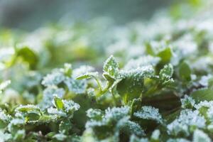 leaves of plants covered with ice crystals. Frost on ground. First frosts. Cold season. Fall cold. photo