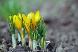 azafrán, azafrán o Croci ese floraciones en el prado. bulboso planta a Decorar flor camas miel plantas Ucrania. foto
