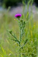 Purple thistle with sharp thorns on a meadow of green grass. Thistle flower. Honey plants Ukraine. photo