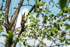 ardilla con largo borla orejas sentado en un árbol manzana. ardilla entre el blanco flores de manzana arboles en el primavera. animales en un antecedentes de blanco nubes foto