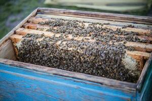 Frames of beehive. Close up view of opened hive body showing frames populated by honey bees. Nature, insects. Beekeeping background photo