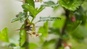 gooseberry, Ribes uva-crispa blooming in spring. flower Ribes grossularia close-up against background of leaves. Branches and young shoots of fruit shrub. photo