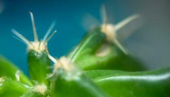 pequeño verde cactus con doblado agujas en un azul antecedentes. no pretencioso planta. cactus cuidado y trasplante foto