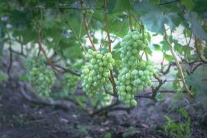 manojo de uvas en vino bajo el sol. viticultores uvas en enredadera. verde vino. cosecha concepto. ingredientes para producción de vino. hogar vinificación agroindustria Fresco frutas, macro foto