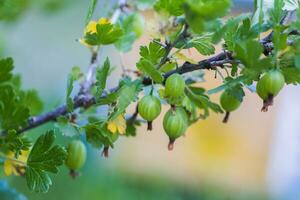 Grosella, costillas uva-crispa, costillas Grossularia verde inmaduro bayas en un rama. foto