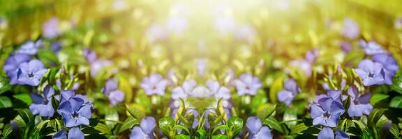 Bright blue periwinkle flowers, a delightful sight in the summer garden, known for their medicinal properties. Background photo