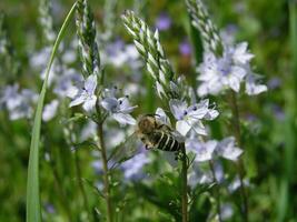 Honey bee collects nectar from blue flowers Veronica. Honey plan photo