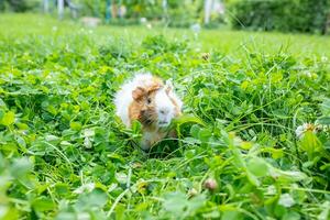 linda adulto Guinea cerdo con largo pelo carreras mediante un prado con blanco trébol y come Fresco césped en patio interior. caminando con mascotas al aire libre en verano foto