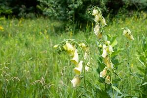 Digitalis grandiflora, yellow foxglove, big-flowered foxglove, or large yellow foxglove medicinal plant in meadow used in the treatment of heart disease photo