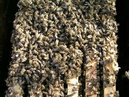 racimo reinante por abejas, colonia de abejas. abejas tomó reina abeja a racimo después replantar, incorrecto reemplazo. trabajando abejas matar reina abeja. foto