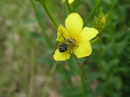 Linum maritimum yellow flowers growing in Europe. Honey and medi photo