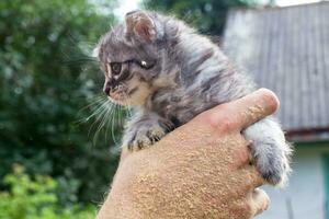 owner holds gray kitten photo