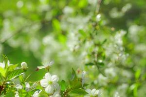 blanco flores Cereza árbol. flores Cereza árbol floreció. miel y medicinal plantas Ucrania. floración Fruta arboles foto