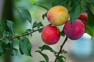 Red cherry plum fruits on the tree during ripening photo