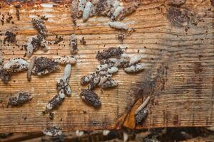 cera polilla larvas en un infectado abeja nido. cubrir de el colmena es infectado con un cera polilla. el familia de abejas es enfermo con un cera polilla. terrible cera abeja marco comido por parásitos foto