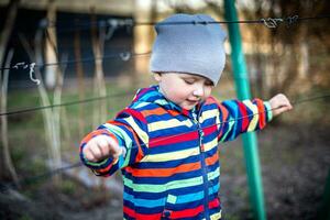 A child touches the ropes for the garter of grapes. Preparing the vine for the fruiting season. photo