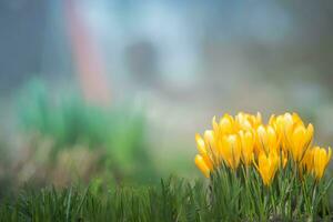 Beautiful yellow flowers photo