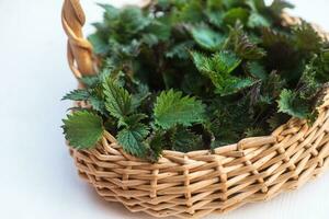 Collected in an environmentally friendly place nettles. Nettle bush in a wicker basket. Place for text. Copy space photo