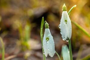 Galanthus, snowdrop three flowers against the background of trees. photo