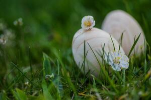 Two white Easter eggs with a branch of apricot in green grass. Easter background. Search for eggs at Easter. photo