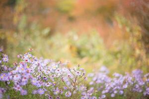 Symphyotrichum dumosum, rice button aster or bushy aster against background of autumn forest. Autumn background. last flowers. photo