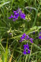 Consolida regalis, forking larkspur, rocket-larkspur, and field larkspur purple small flowers on the field. photo