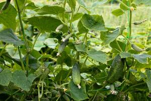 parte superior Pepino cucumis sativus brote con joven hojas y antenapecumbre en jardín es atado arriba en conducción. foto