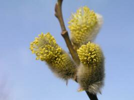 Not fluffy blooming inflorescences catkins holly willow in early spring before the leaves. Honey plants Ukraine. Collect pollen from flowers. photo