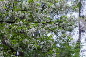 Branches of lush spring blooming white flowers tree acacia. Blooming clusters of acacia. Honey spring plant. Collect nectar. Plant with healthy and delicious honey. photo