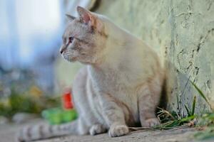 A cat near a concrete wall looks into the distance. photo