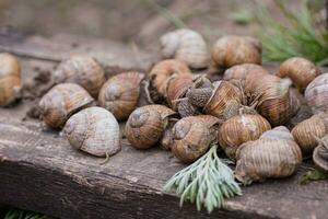 bunch of hand-picked grape snails, summer day in garden. Grape snail farm for restaurants. edible snail or escargot, is a species of large, edible, air-breathing land on wooden plank. photo