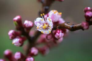 A flowering peach. Beautiful pink peach blossom after the rain with dew drops on the petals photo