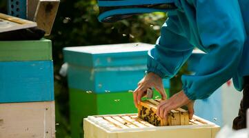 beekeeper pulls out 3 frames from hive. Replacing frames in bee family. photo