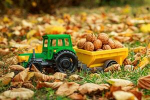 Green tractor carries nuts in the back. Toy tractor with a crop of ripe walnuts. Autumn photophone. photo