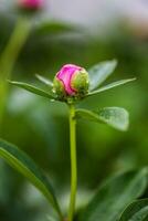 Risen bud pink peony photo