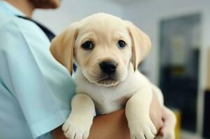 Professional veterinarian holding cute puppy labrador. Generate Ai photo