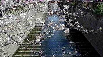 Beautiful pink sakura cherry blossom flower in springtime, Japan Tokyo video