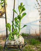 Sprouted rotten white cabbage. Decor from natural products. Young sprouts of white cabbage grew right on swing. Still life of vegetables. Zero-waste photo