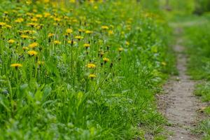 Glade with blooming yellow dandelions. Sunlit dandelions in spring along the road. Natural photophone from medicinal plants. photo