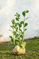 Sprouted rotten white cabbage. Decor from natural products. Young sprouts of white cabbage grew right on swing. Still life of vegetables. Zero-waste photo