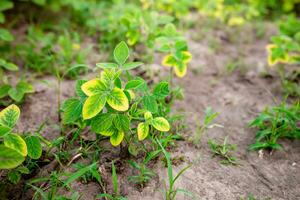 malas hierbas en el haba de soja campo. problemas con creciente soja amarillo hojas de joven soja en un campo entre el césped. creciente un planta sin herbicidas. foto