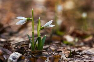 The first spring flowers white snowdrops in the forest illuminat photo