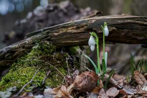 Galanthus, snowdrop three flowers against the background of trees. photo