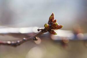 Flower buds Forsythia flower. Flowering shrub. Honey plant with photo