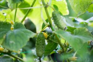 Two green ripe cucumbers on a bush among the leaves. Cucumber on the background of the garden. photo
