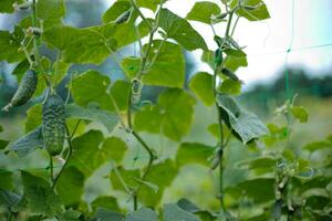 Top cucumber Cucumis sativus sprout with young leaves. Cucumber in garden is tied up on trellis. photo