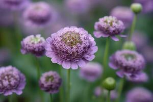 Close up photo of purple scabious flower. Generate ai