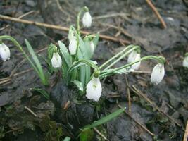 Three flowers of snowdrops on the same plant. The first flowers photo