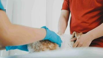 Veterinarian doctor and a labrador puppy at vet ambulance video